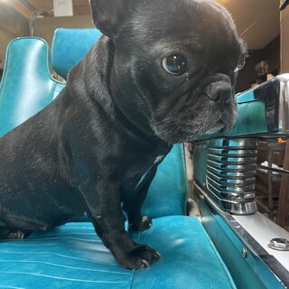 元気なフレブル女の子一歳半☆里親募集です☆