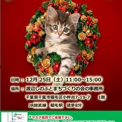 稲ねこ　保護猫譲渡会　開催です！