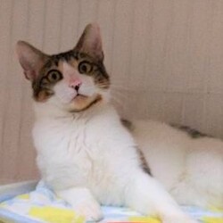 稲ねこ　保護猫譲渡会　開催です！ サムネイル2