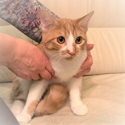 稲ねこ　保護猫譲渡会　開催です！ サムネイル3