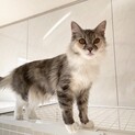 ママ猫引退マンチカンちゃん2歳 規模縮小の為