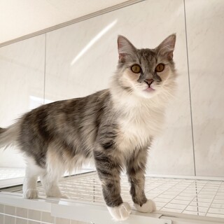 ママ猫引退マンチカンちゃん2歳 規模縮小の為