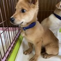 可愛い兄妹ダイヤの優しいお家を探しています