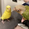 natsu_kii
