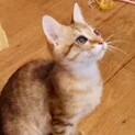 かなりの甘えっ子！ 目をじっと見つめる仔猫♪