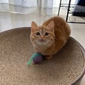 素敵な里親様と出会えました♡おもち