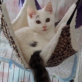 ふわふわの人が大好き構ってくん！