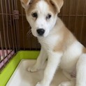 可愛いサファイアの優しいお家を探しています