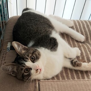 かしこいイケメン君　人が大好き！