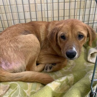 まだ幼く臆病な垂れ耳君が待ってます【県外譲渡可】