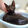 いい湯だな♪ お風呂も平気、甘えん坊黒猫ピック