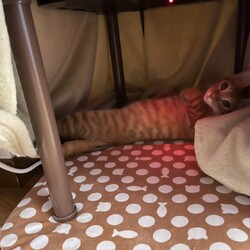 「赤い彗星　シャー」サムネイル3