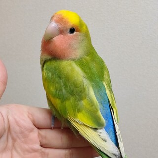 コザクラインコ