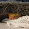 コザクラインコ サムネイル2