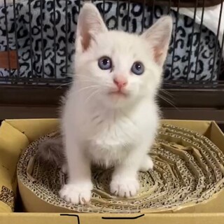 ラグドール風❣ブルーアイふわふわしろにゃんこ♡