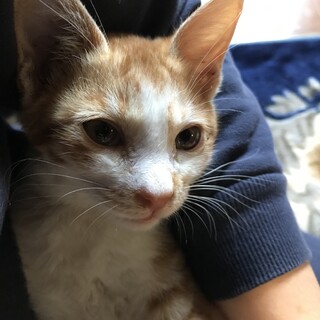 茶トラ&白の男の子☆