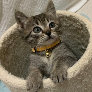 募集一時停止キジトラ女子あんこ