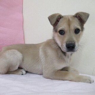 里親決定！保健所収容：仮名・コナラ