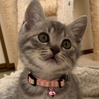 募集停止❤️サバトラ男子きなこ