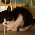 黒白はちわれめす3ヶ月びびり　甘えん坊の片鱗あり