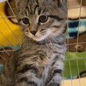 きじとらめす3ヶ月もみじ　びびりでもゴロゴロ