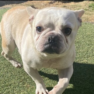 トライアル決定につき一時停止。甘えん坊のグルくん