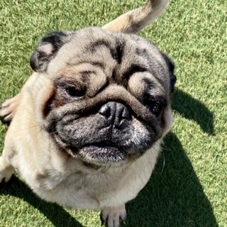 トライアル決定の為、一時停止。可愛いベルくん