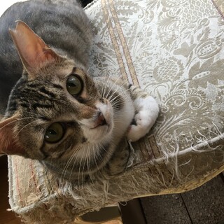 人慣れ修行中、子育て頑張りました。