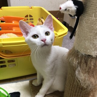 ありがとうございました★白猫パスタちゃん