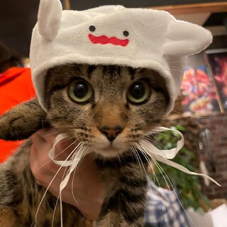 キジトラ、ノノちゃん【トライアル中】