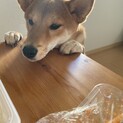 8ヶ月の柴犬女の子
