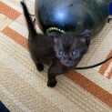 ハロウィンに保護した黒猫ちゃん
