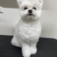 ラビ
