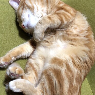 昨年7月に引き取った子猫が、巨大化しました