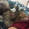 モコメママ