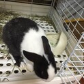 ミニウサギの赤ちゃんの里親募集
