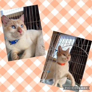 2匹とも引き取ってくれる方