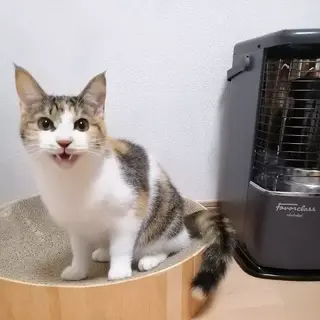 見た目は可憐、実は食いしん坊なお転婆娘❤️