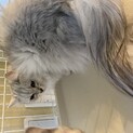 恥ずかしがり屋な美人さんのミヌエット