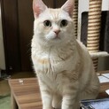 スコティッシュ･:*+.なのちゃん