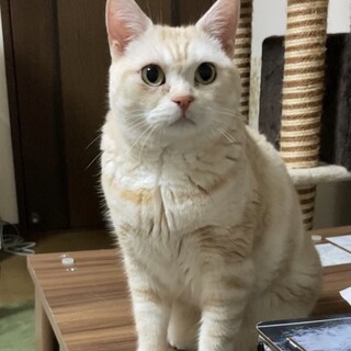 スコティッシュ･:*+.なのちゃん