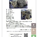 子猫の里親募集