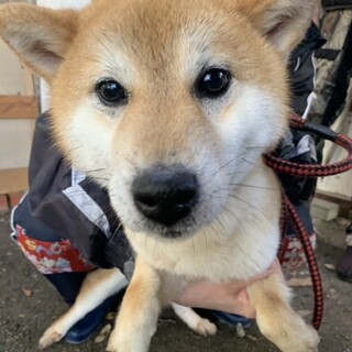 2歳の柴犬　ほたるくん