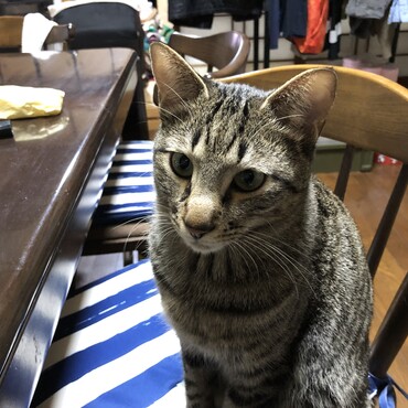 ♂ねこです。去勢してます。人が好きで直ぐにそばに来ます。