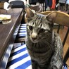 ♂ねこです。去勢してます。人が好きで直ぐにそばに来ます。