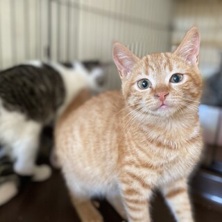 フカフカの４姉妹＊茶トラのチャホちゃん