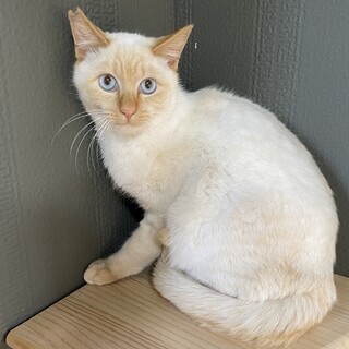 【手術済み】ブルーアイの美猫