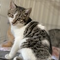 フカフカの４姉妹＊シロキジのニイロちゃん