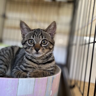 フカフカの４姉妹＊キジトラのリカンちゃん