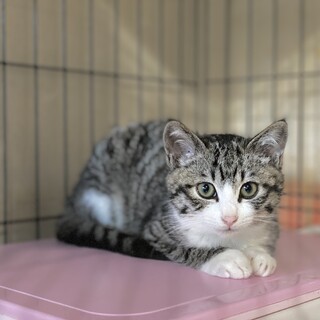 フワフワ４姉妹のキジシロ＊ろいろちゃん